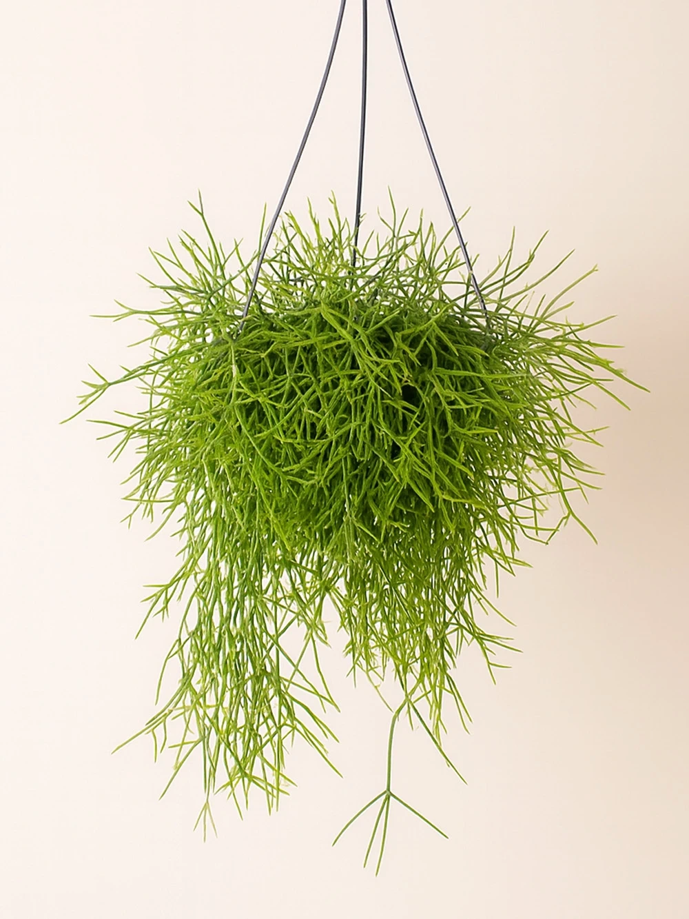 Rhipsalis Heteroclada Rhipsalis Heteroclada - salon-ofis-bitkileri - Lalezar Botanik