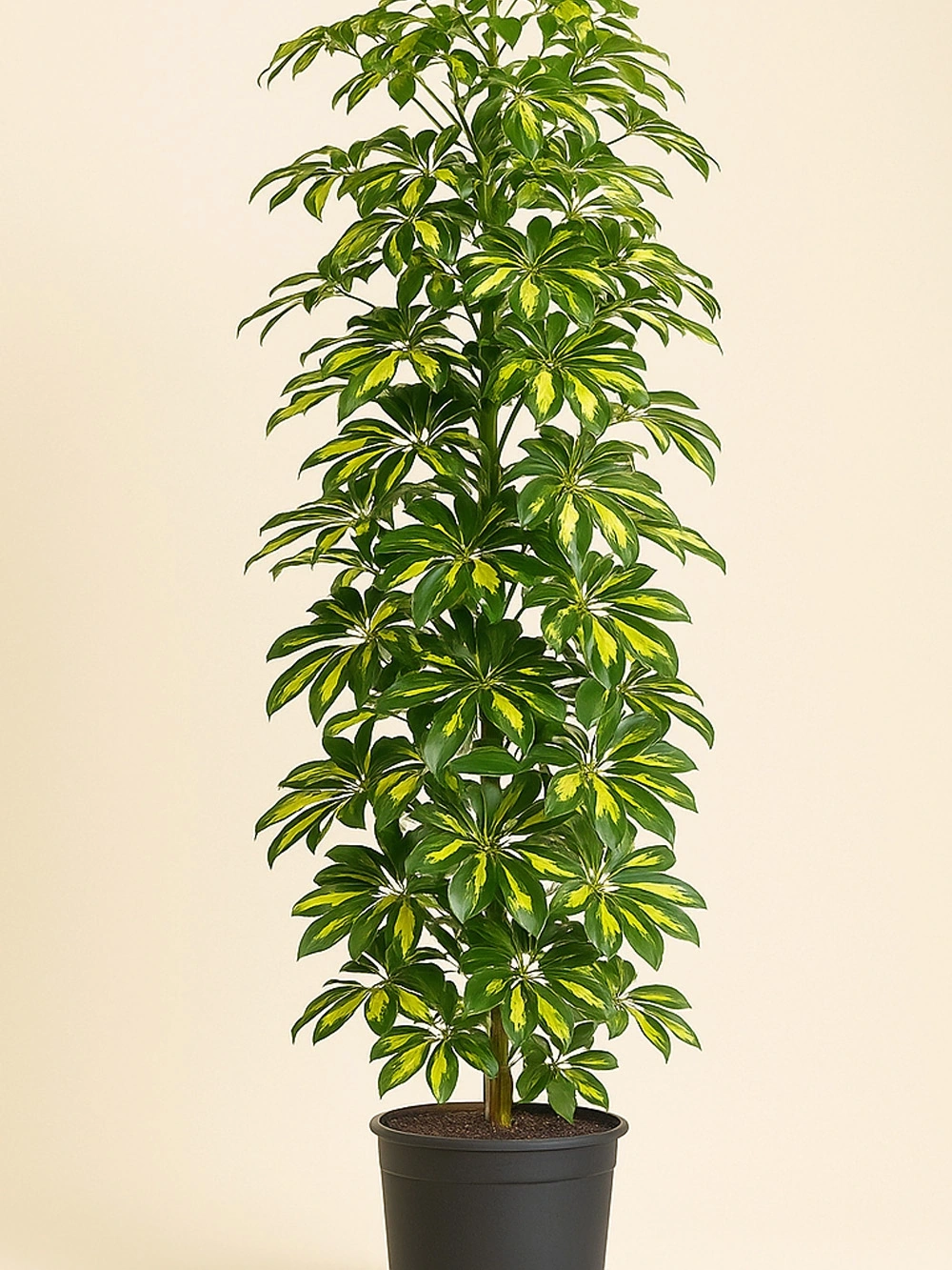 Schefflera - Şemsiye Bitkisi 70 cm Schefflera - Şemsiye Bitkisi 70 cm - salon-ofis-bitkileri - Lalezar Botanik