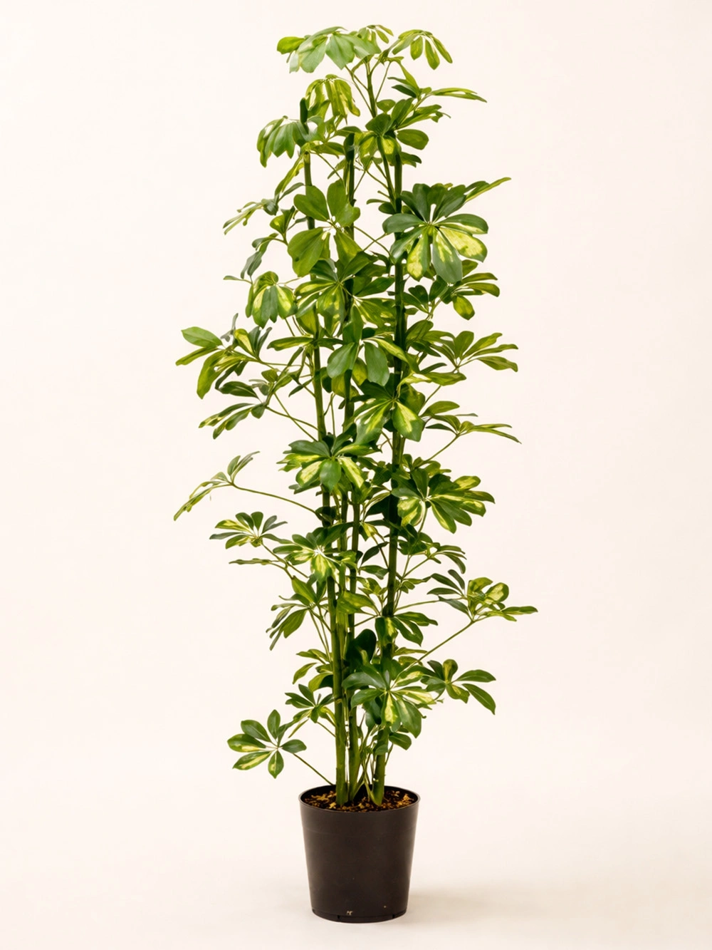 Schefflera - Şemsiye Bitkisi 70 cm - salon-ofis-bitkileri - Lalezar Botanik