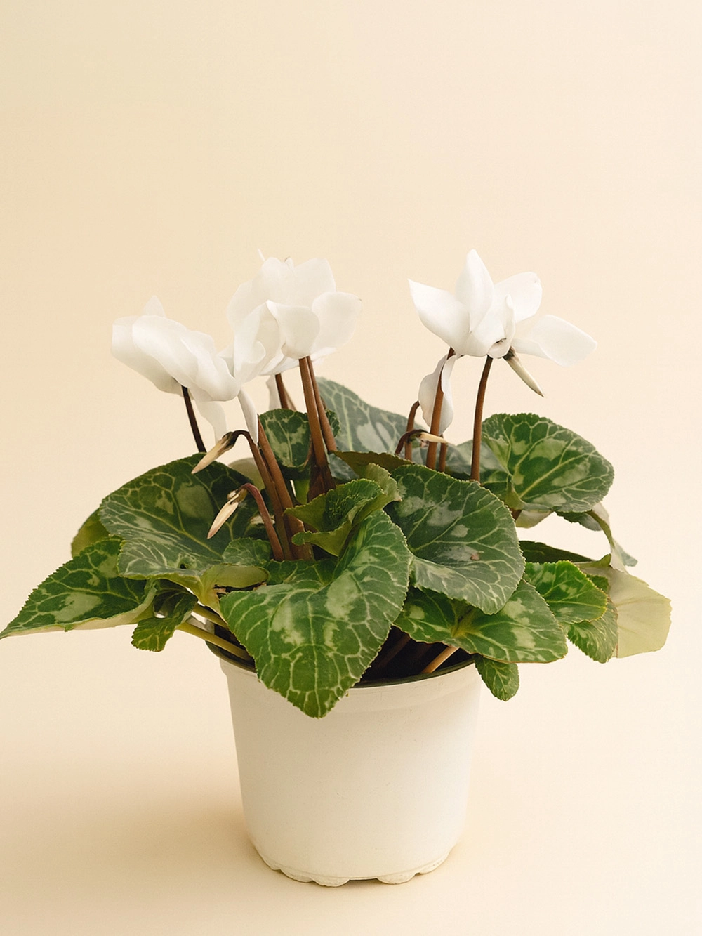 Sıklamen Beyaz - dis-mekan-bitkileri - Lalezar Botanik