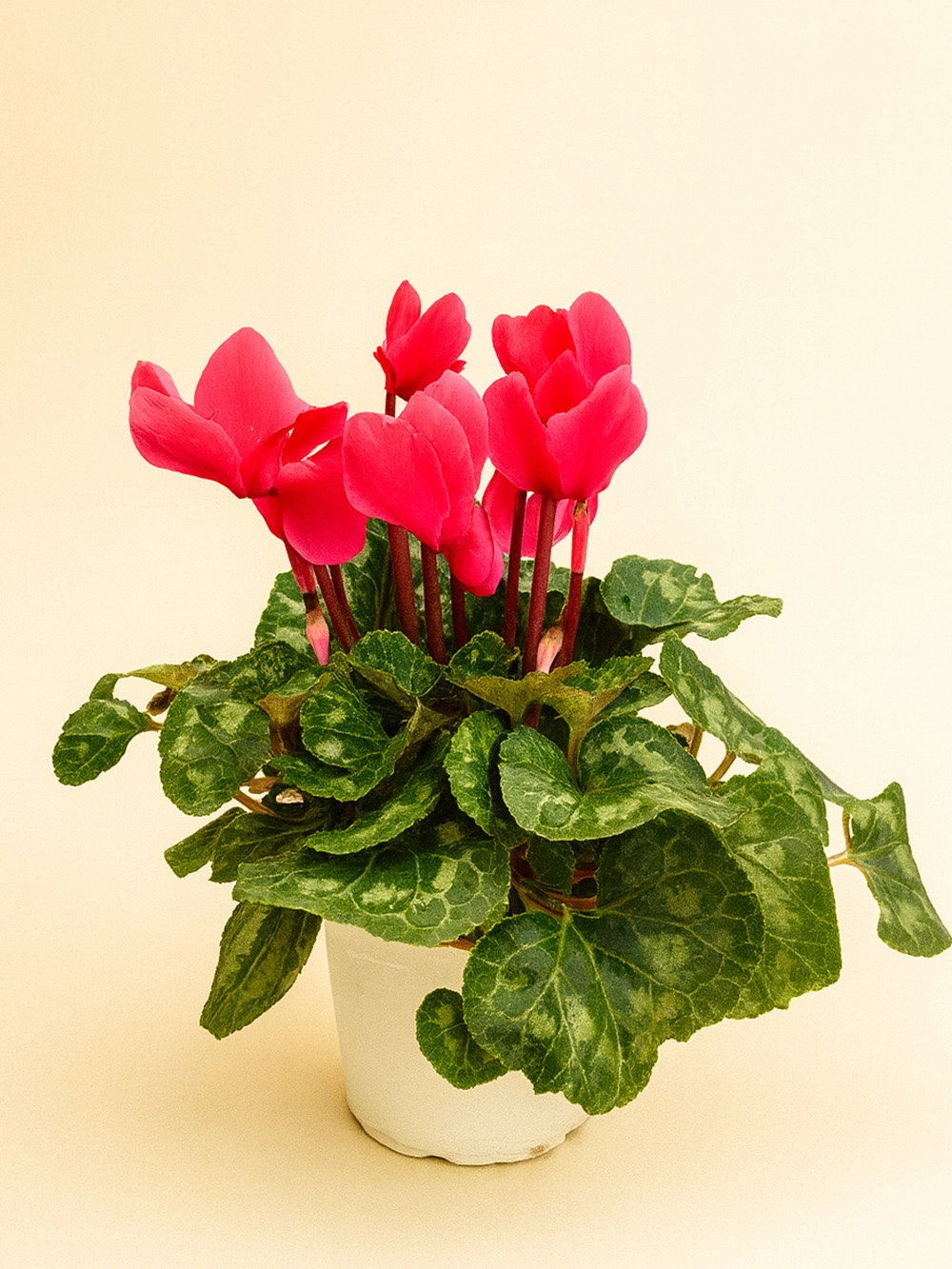 Sıklamen Fuşya - dis-mekan-bitkileri - Lalezar Botanik