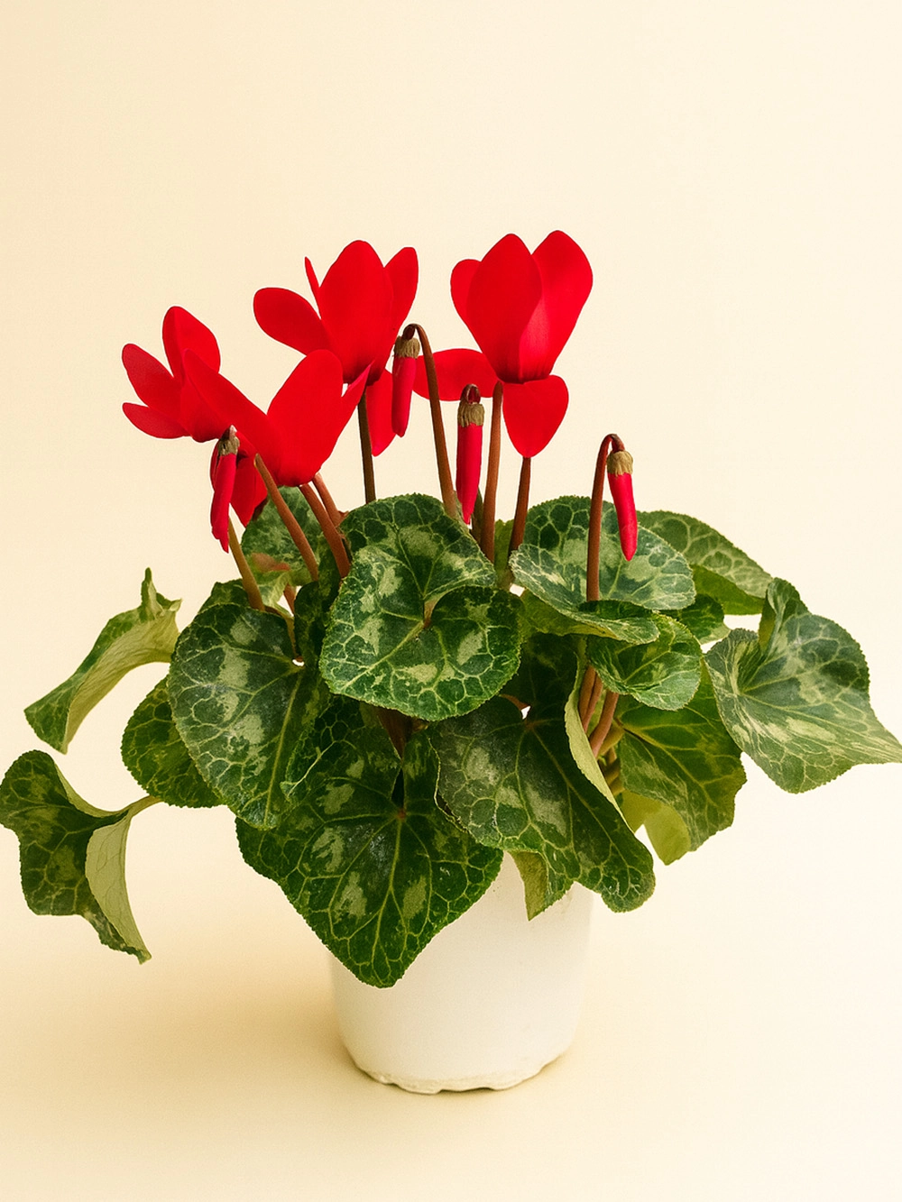 Sıklamen Kırmızı - salon-ofis-bitkileri - Lalezar Botanik