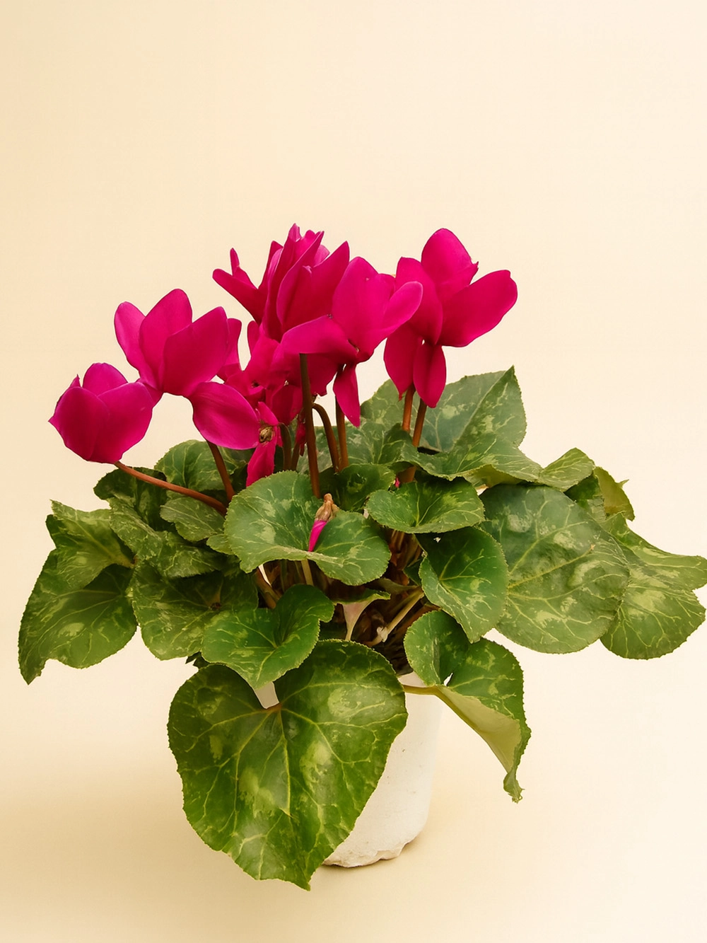 Sıklamen Mor - dis-mekan-bitkileri - Lalezar Botanik