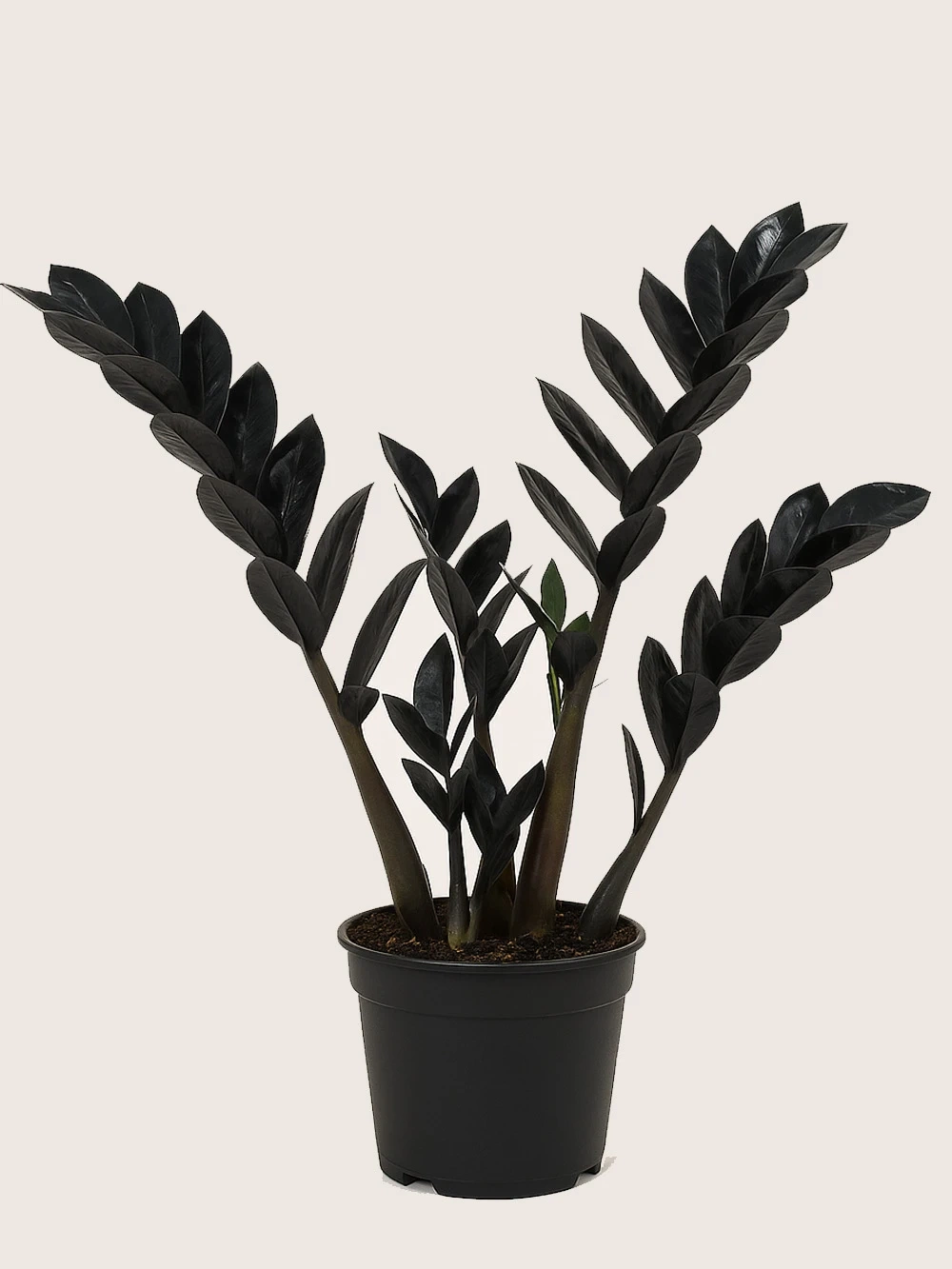 Siyah Zamia Zamioculcas 40 cm Siyah Zamia Zamioculcas 40 cm - salon-ofis-bitkileri - Lalezar Botanik