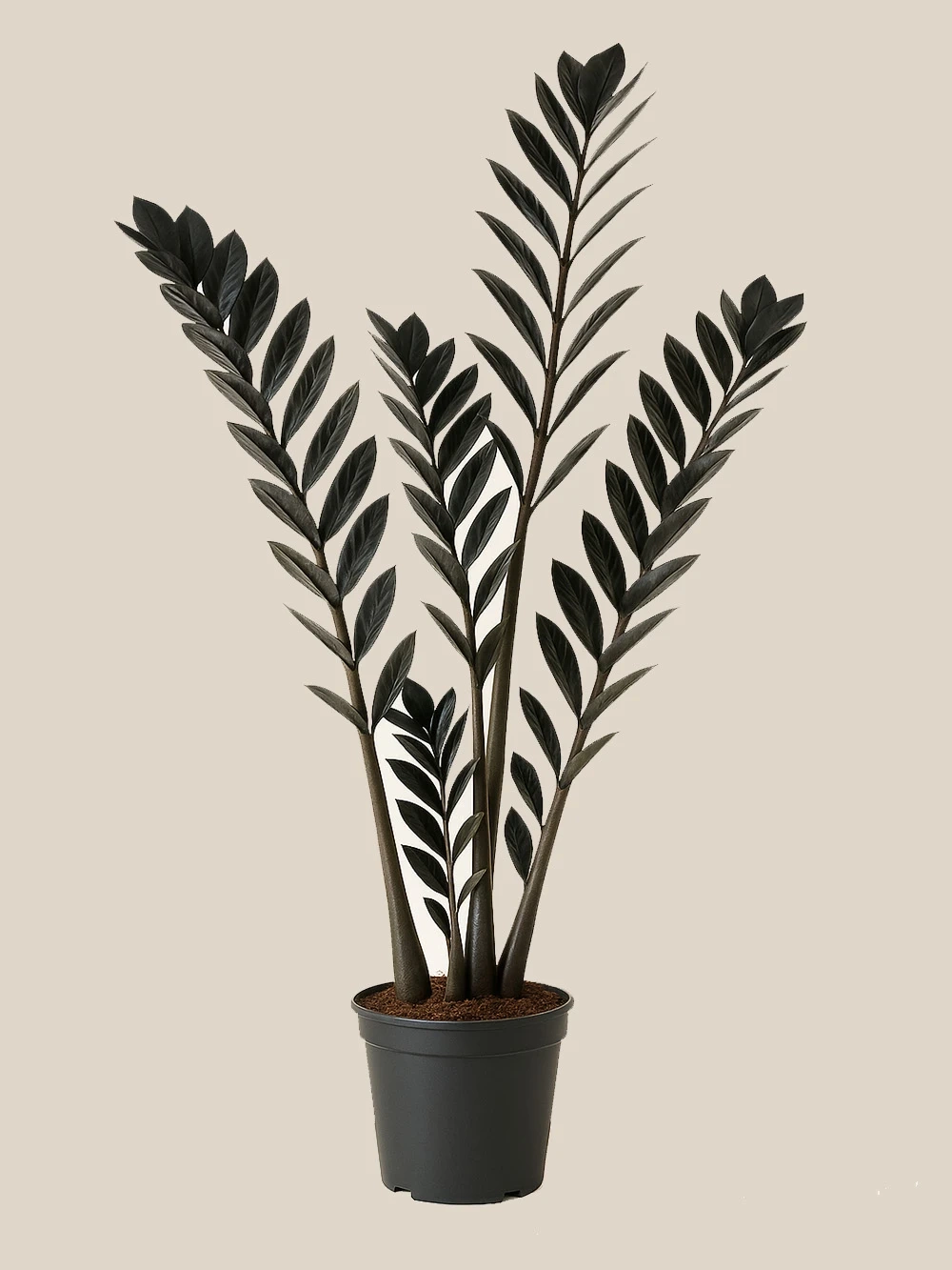 Siyah Zamia Zamioculcas 70 cm Siyah Zamia Zamioculcas 70 cm - salon-ofis-bitkileri - Lalezar Botanik