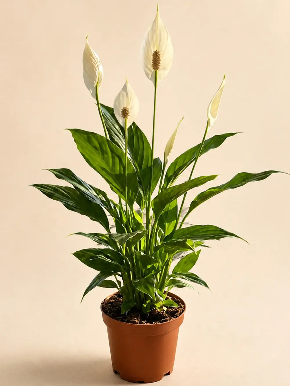 Spathiphyllum Barış Çiçeği Küçük - salon-ofis-bitkileri - Lalezar Botanik