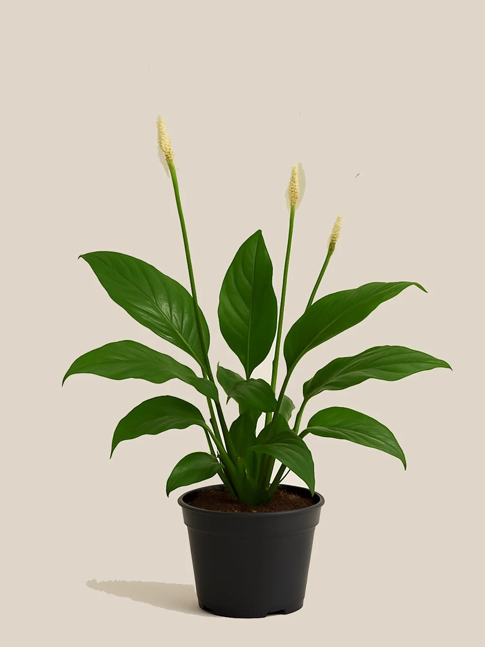 Spathiphyllum (Barış Çiçeği) Küçük Spathiphyllum (Barış Çiçeği) Küçük - salon-ofis-bitkileri - Lalezar Botanik