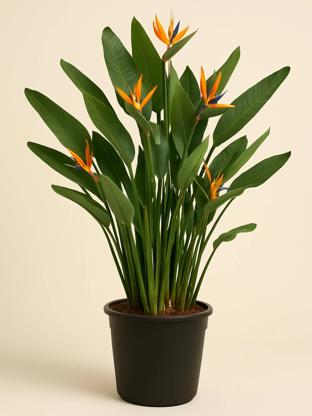 Starliçe Reginae 130 cm Starliçe Reginae 130 cm - salon-ofis-bitkileri - Lalezar Botanik