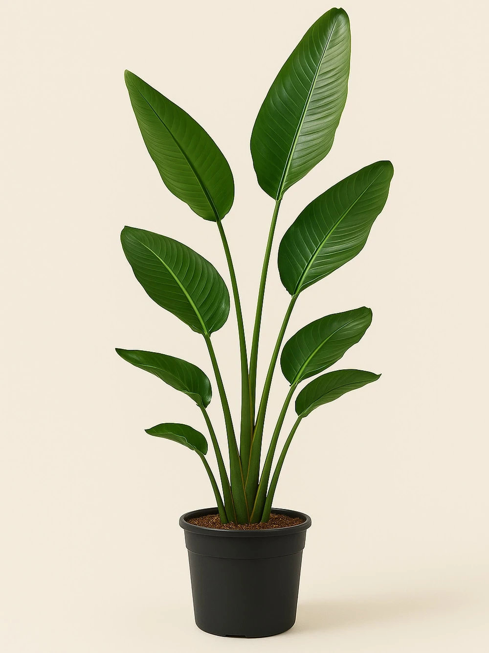 Starliçe - Strelitzia Nicolai Tek Kök - salon-ofis-bitkileri - Lalezar Botanik