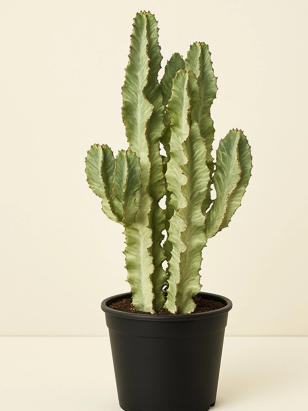 Euphorbia Ingens Variegata 160 cm Euphorbia Ingens Variegata 160 cm - salon-ofis-bitkileri - Lalezar Botanik