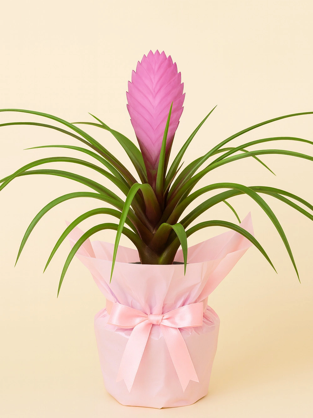 Tillandsia Cyanea Hediye Paketli Tillandsia Cyanea Hediye Paketli - salon-ofis-bitkileri - Lalezar Botanik