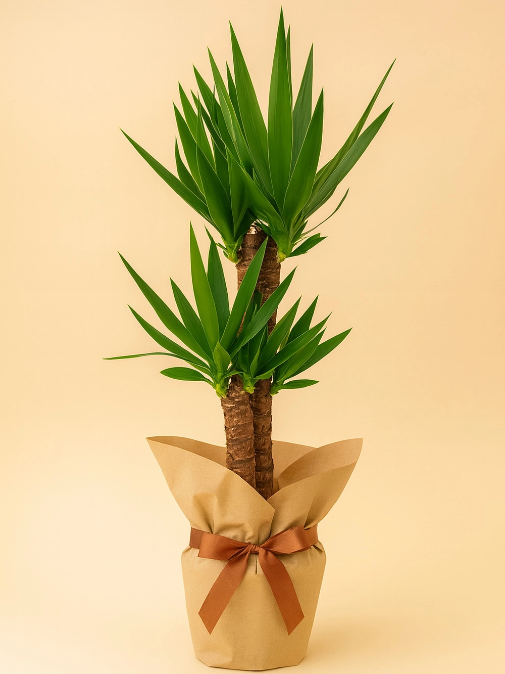 Yucca 2 Kök Hediye Paketli - salon-ofis-bitkileri - Lalezar Botanik