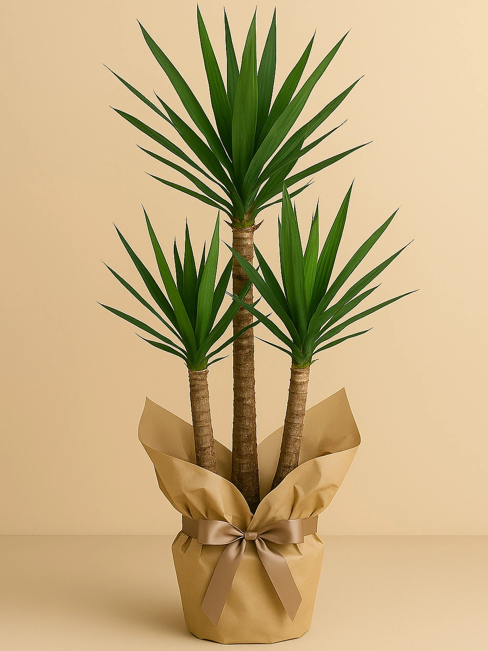 Yucca 3 Kök Hediye Paketli Yucca 3 Kök Hediye Paketli - salon-ofis-bitkileri - Lalezar Botanik