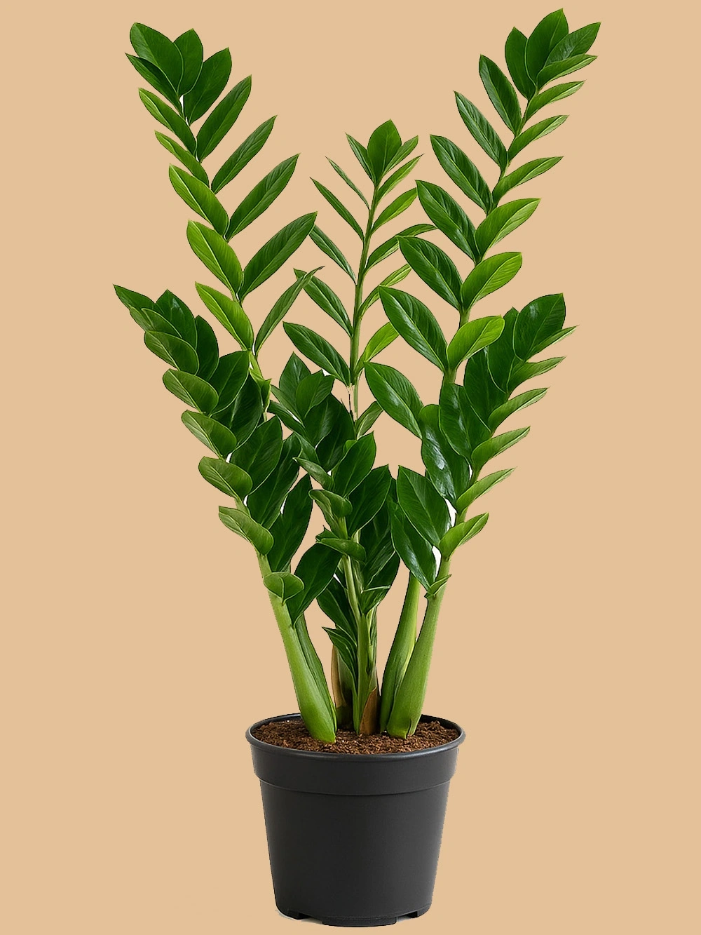 Zamia Zamioculcas 90 cm Zamia Zamioculcas 90 cm - salon-ofis-bitkileri - Lalezar Botanik