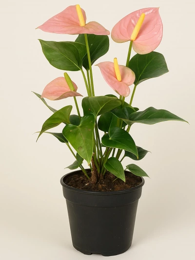 Antoryum Pembe