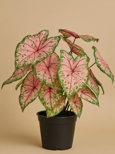 Caladium - Melek Kanadı