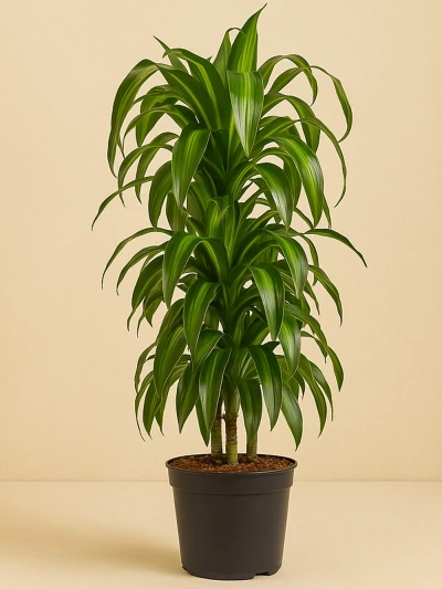 Dracaena Fragrans Hawaiian Sunshine Anaç 140 cm