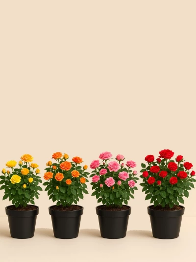 Gül Rosa Renkli 4 Lü Set 25-30cm