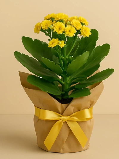 Kalanchoe Sarı Hediye Paketli 25-30cm