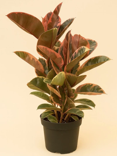 Kauçuk Ficus Tineke 3 Kök İthal 100 cm