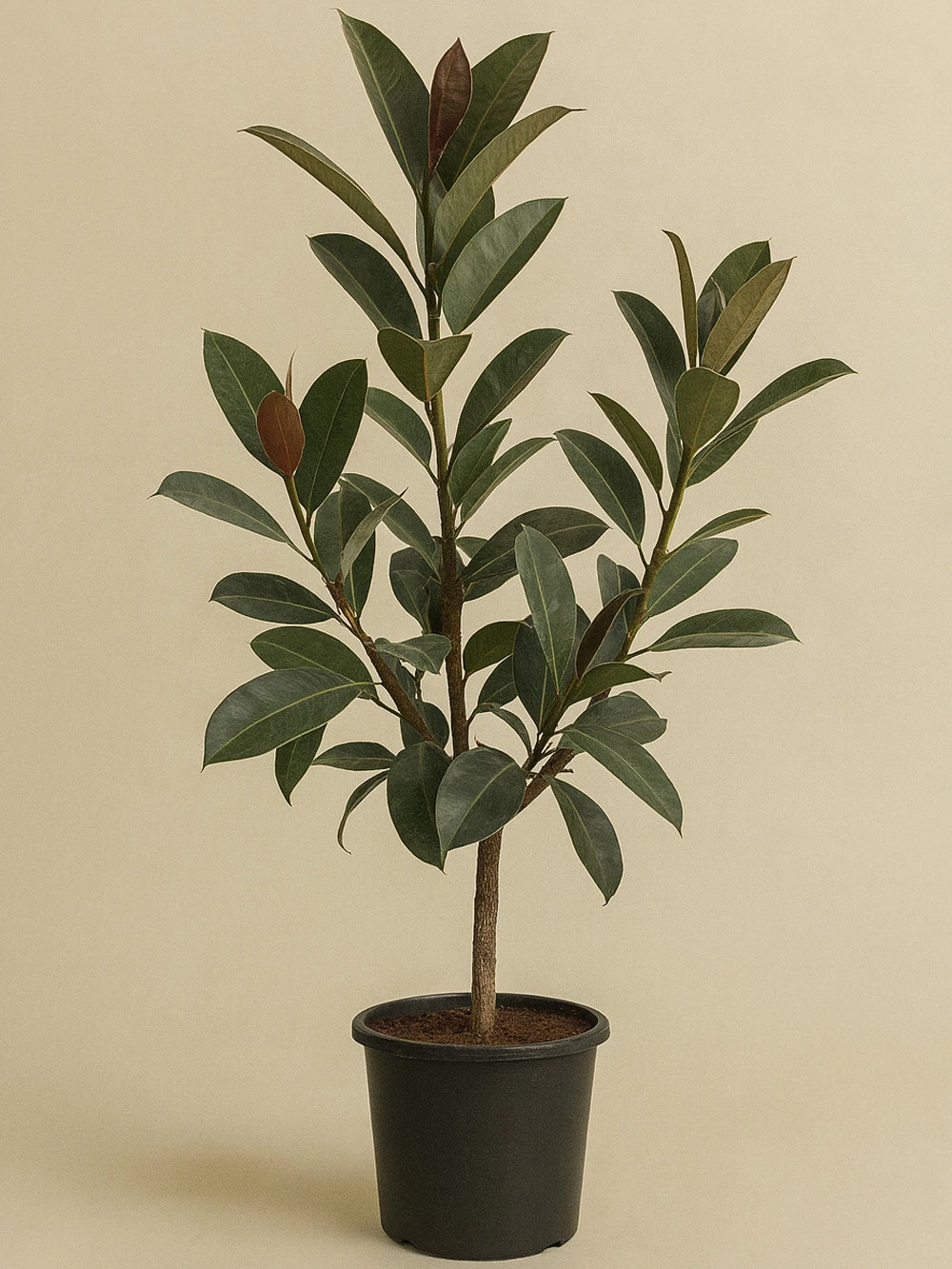 Kauçuk Tijli 150 cm
