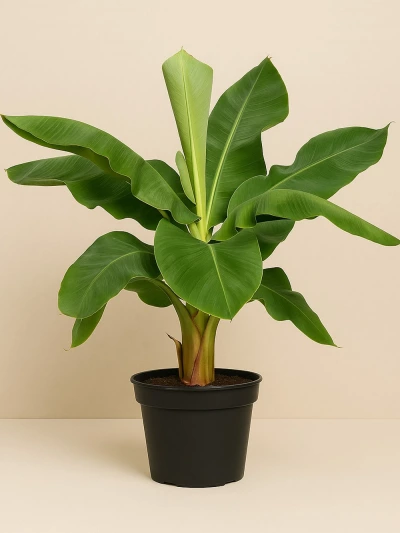 Muz Musa 100 cm