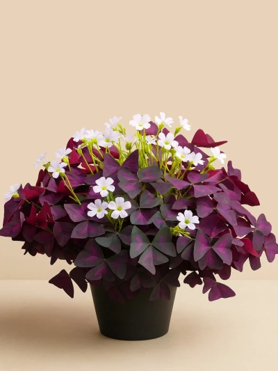 Oxalis ( Süs Yoncası )