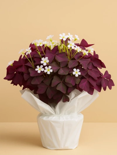 Oxalis Süs Yoncası Hediye Paketli