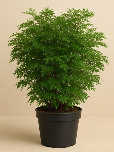 Polyscias Ming