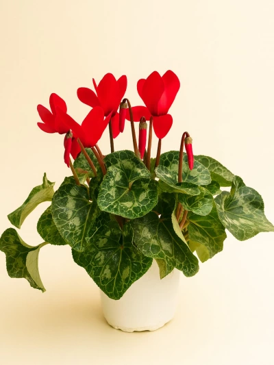 Sıklamen Kırmızı