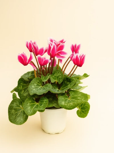 Sıklamen Pembe Beyaz