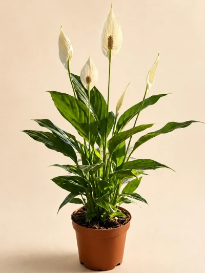 Spathiphyllum Barış Çiçeği Küçük - Salonofisbitkileri - Lalezar Botanik