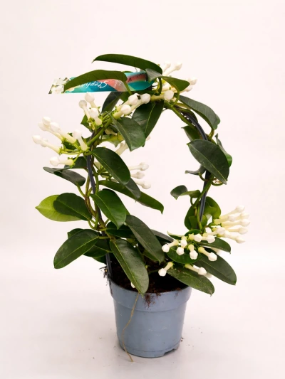 Stephonatis Florida - Madagaskar Yasemini