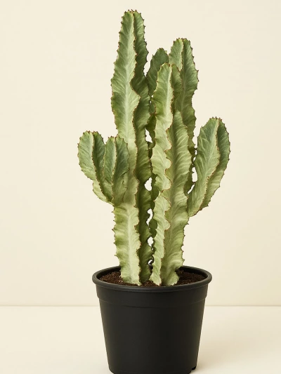 Euphorbia Ingens Variegata 160 cm