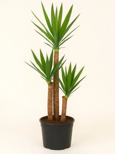 Yucca 3 Kök 130 cm