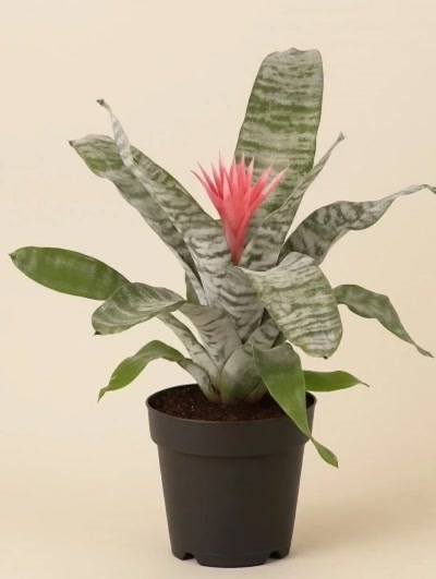 Aechmea