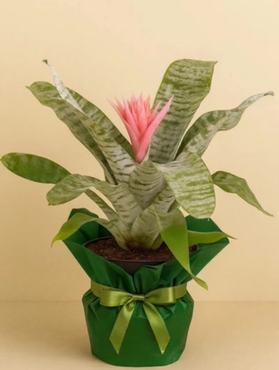 Aechmea Hediye Paketli