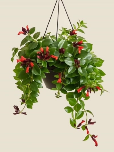 Aeschynanthus Radicans Ruj Çiçeği