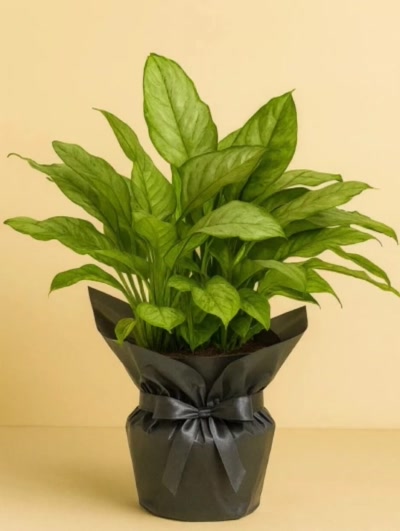 Aglaoenema Bj Freedman Hediye Paketli