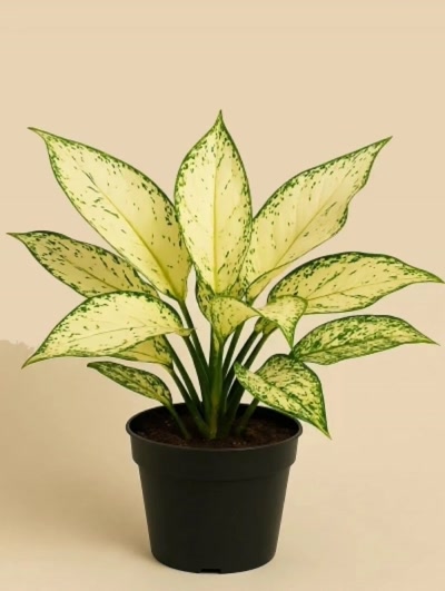 Aglaonema Kiwi