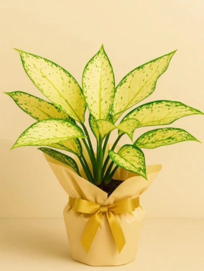Aglaonema Kiwi Hediye Paketli
