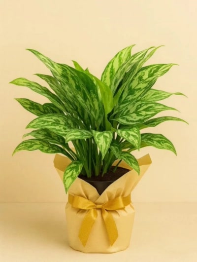 Aglaonema Maria Hediye Paketli