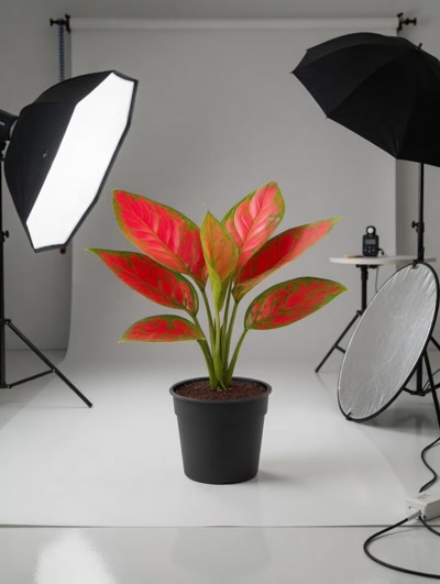 Aglaonema Red Star
