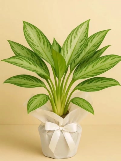 Aglaonema Silver Bay Hediye Paketli