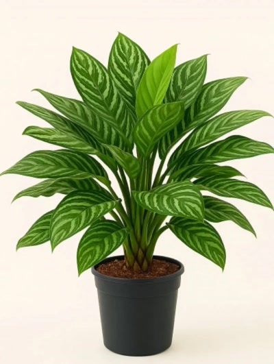Aglaonema Silver Queen