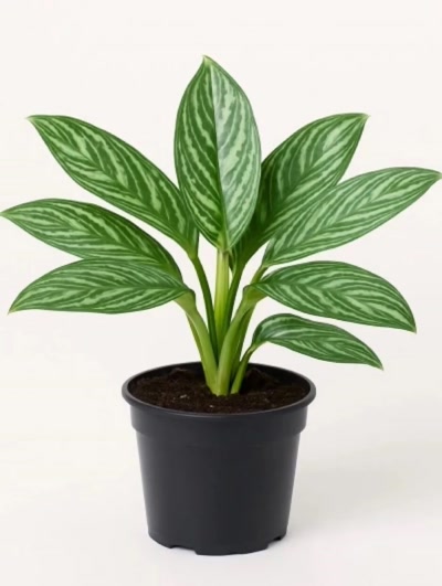 Aglaonema Stripes