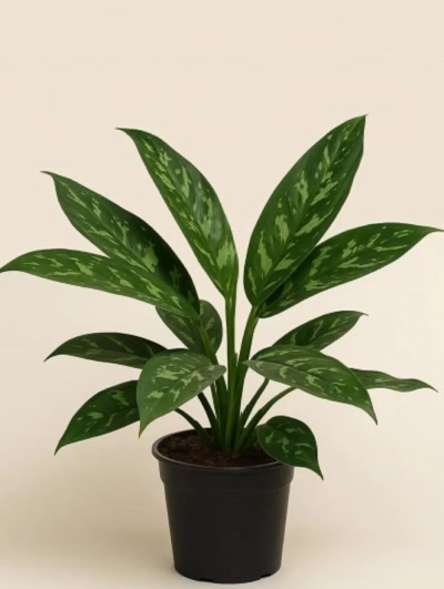 Aglaonema Tigres