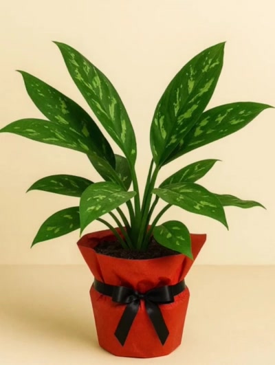 Aglaonema Tigres Hediye Paketli