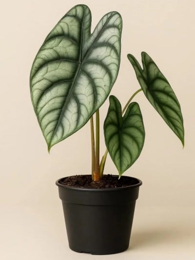 Alocasia Dragon Fil Kulağı