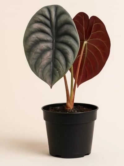 Alocasia Red Secret Fil Kulağı